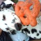 MI DALMATA ES TODO UN AMOR